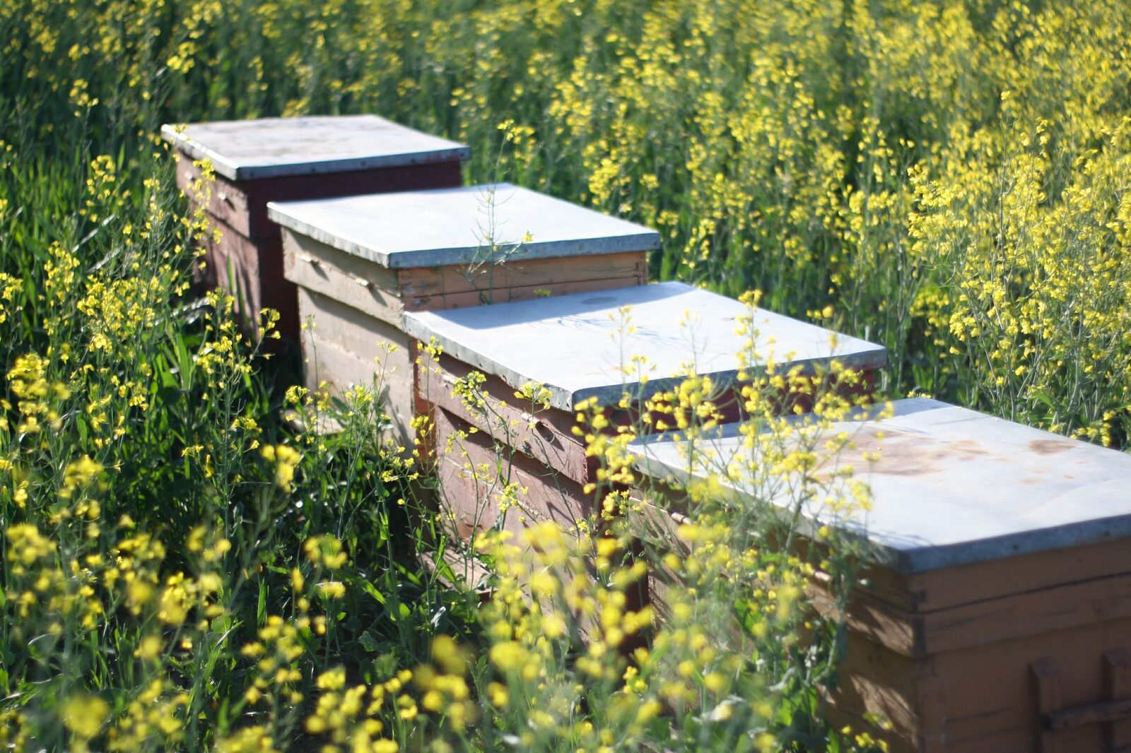 L'abeille autonome