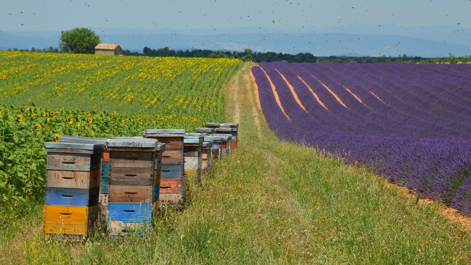 L'abeille Hurepoise