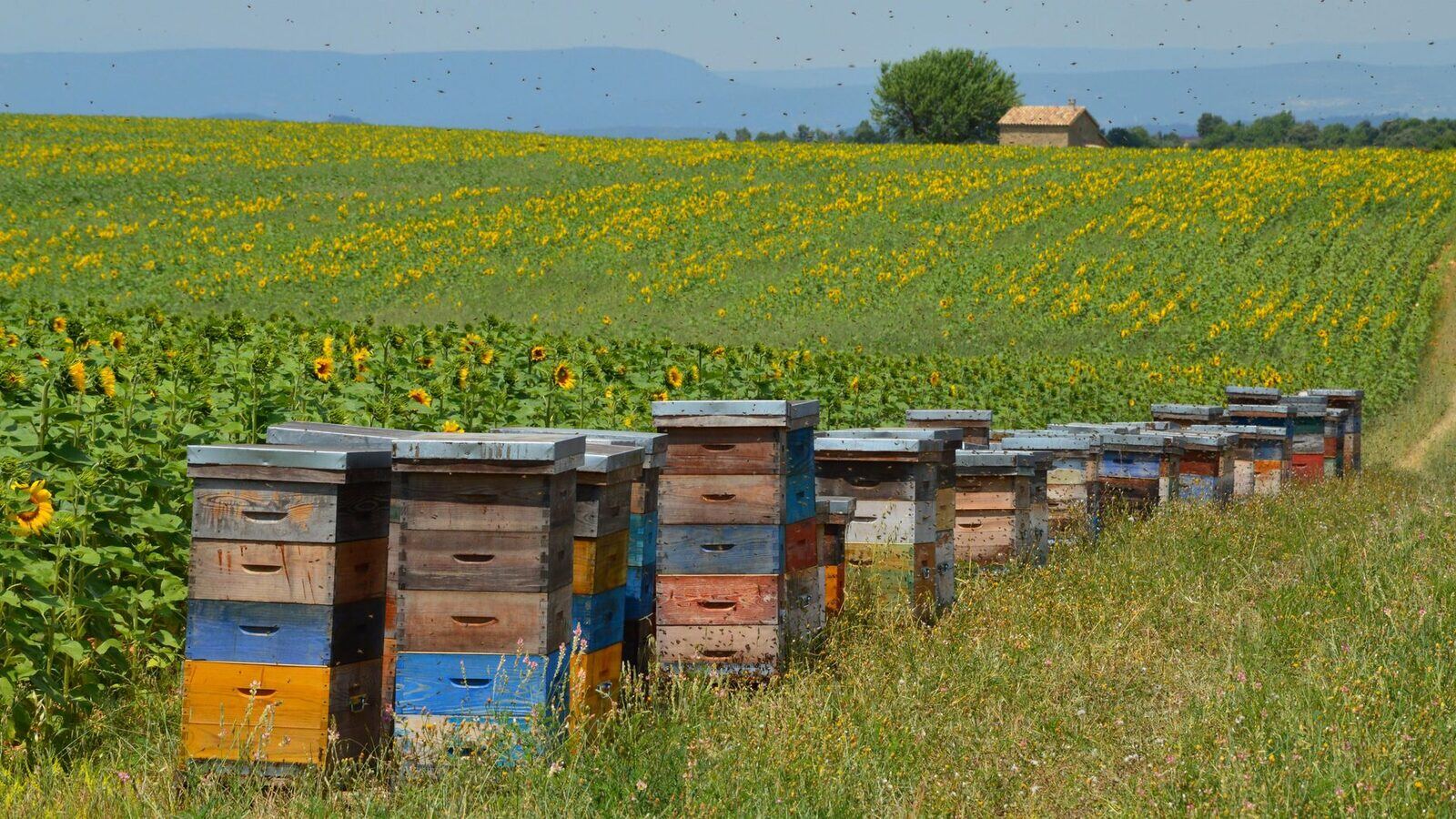 Ferme de l'Orée de Milly
