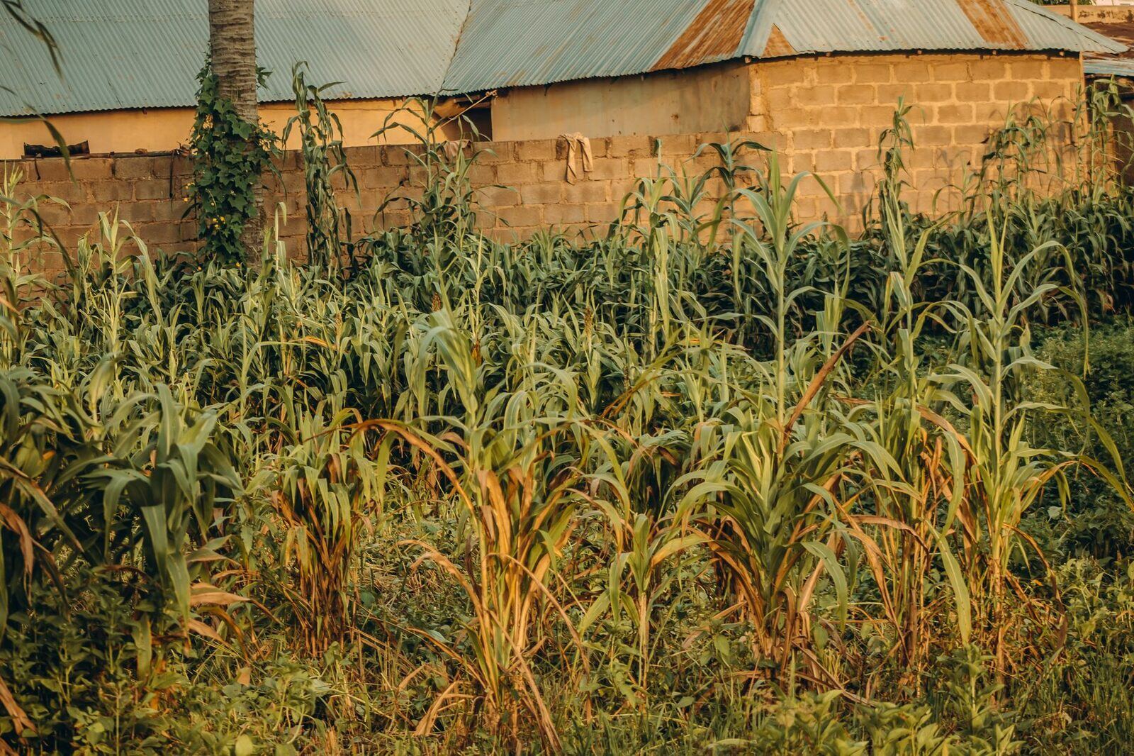 LA FERME DES GOGOTTES