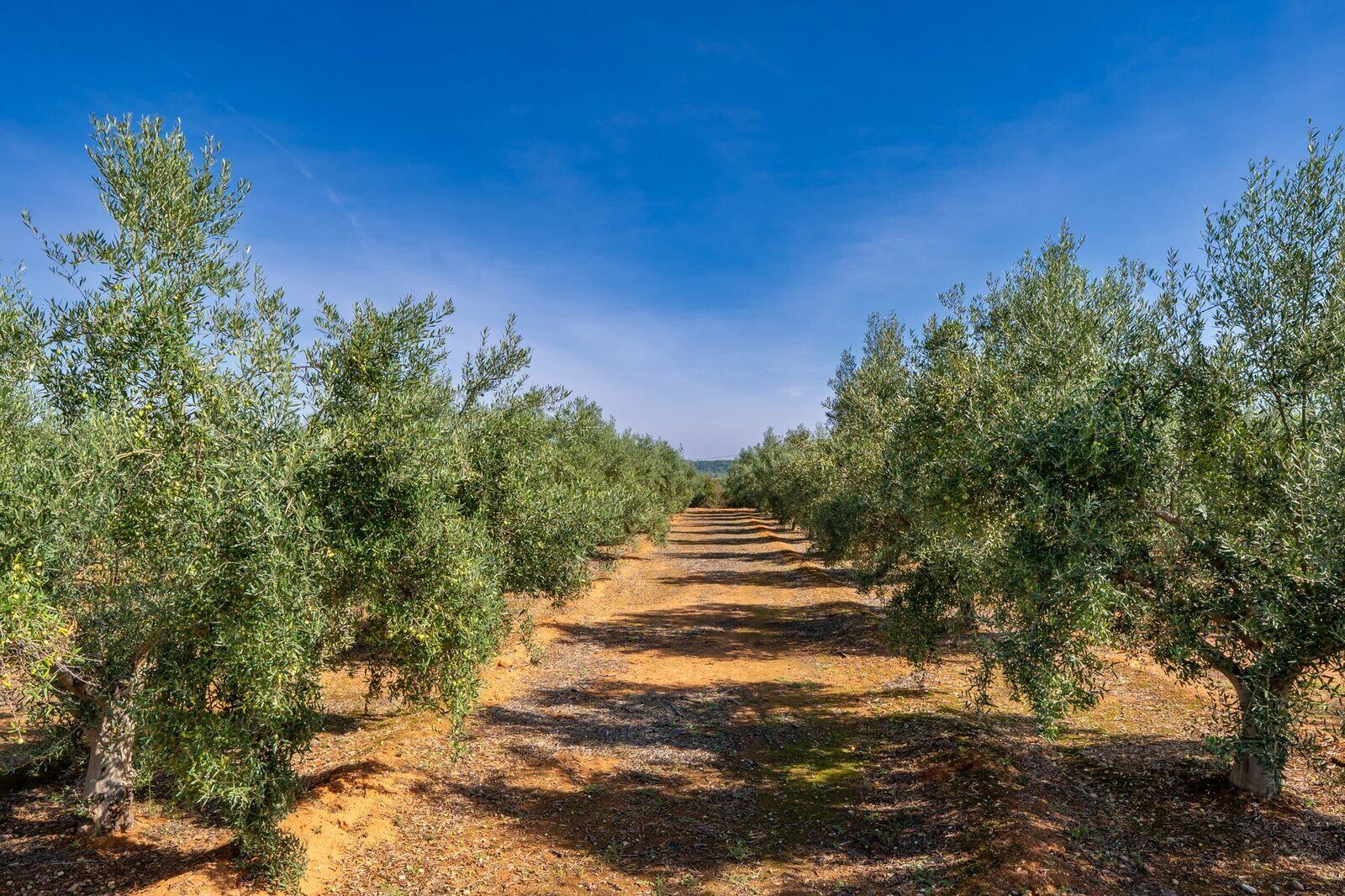 Salaons i Productes Oliverers, SL
