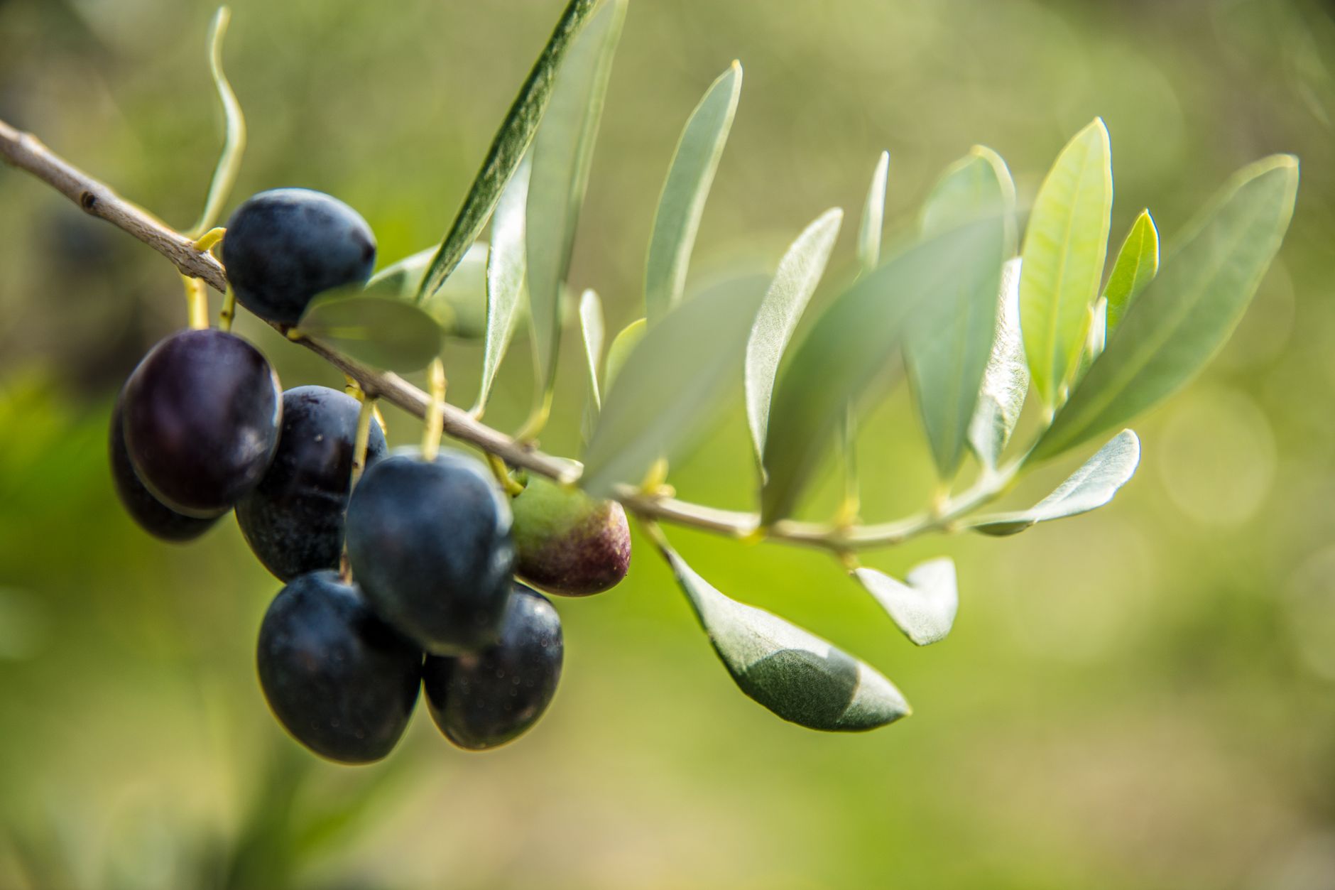 Arbequina i Seccio de Credit, SCCL