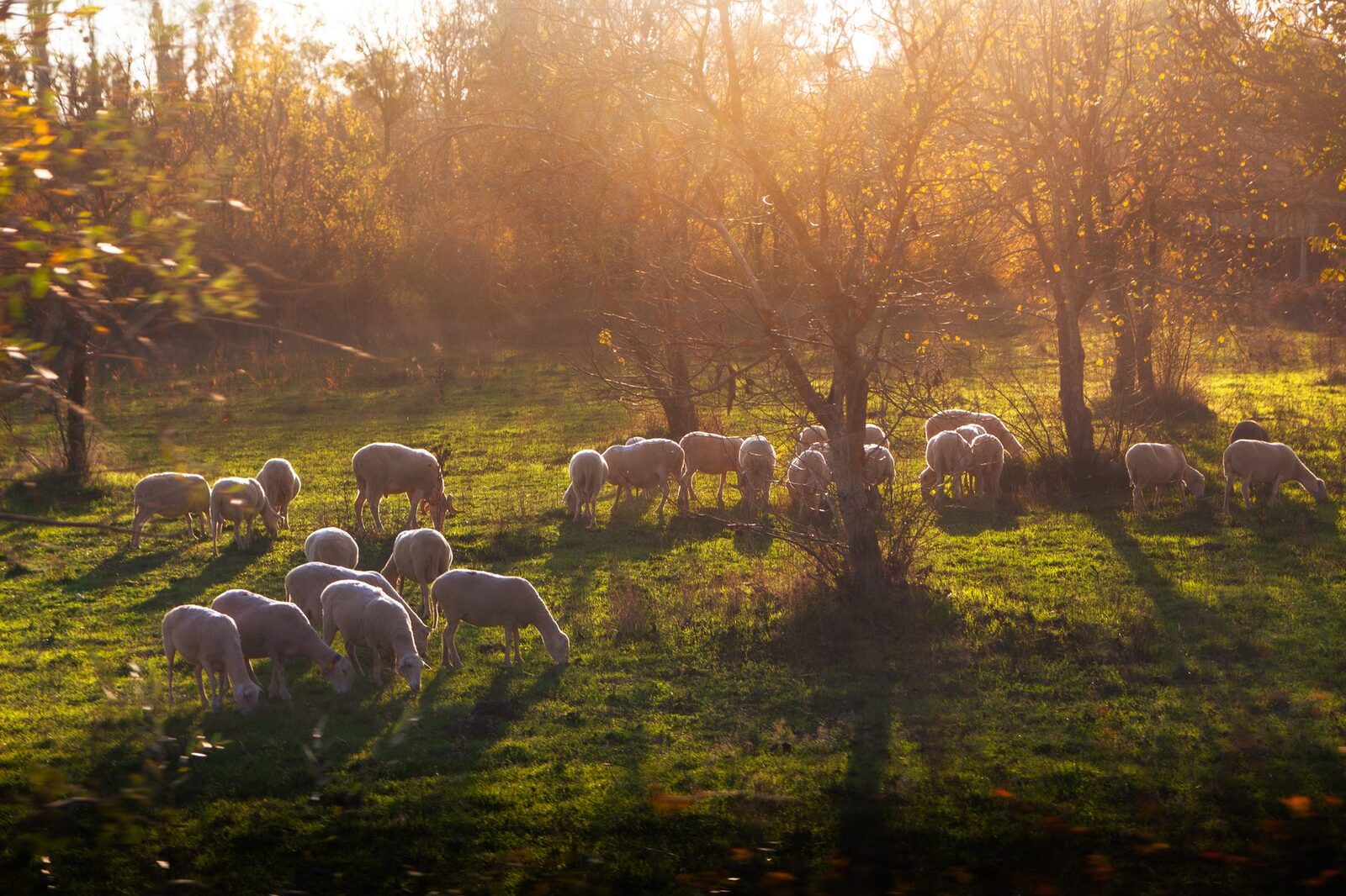 Il Faggio