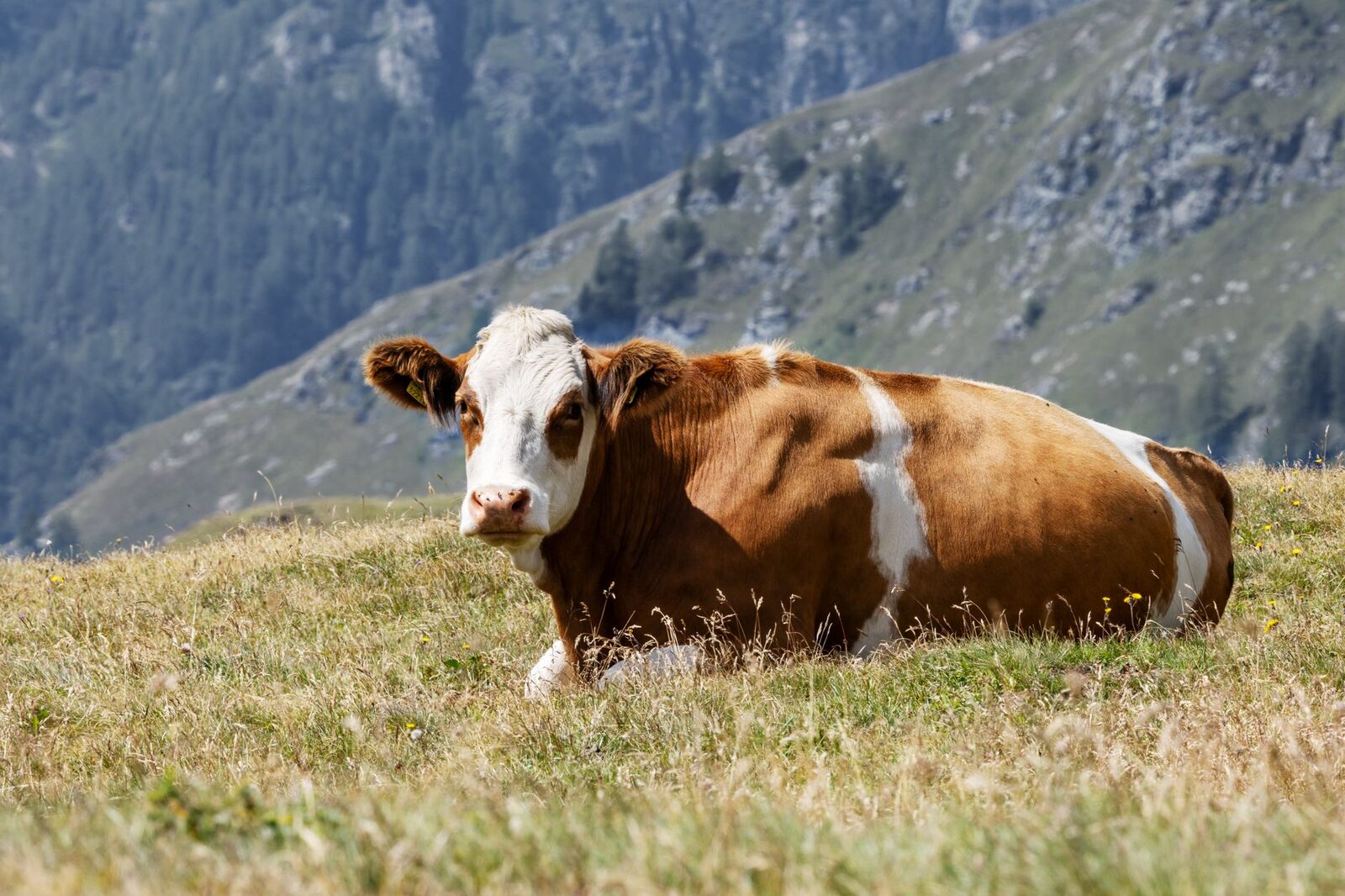 Malga Bassa