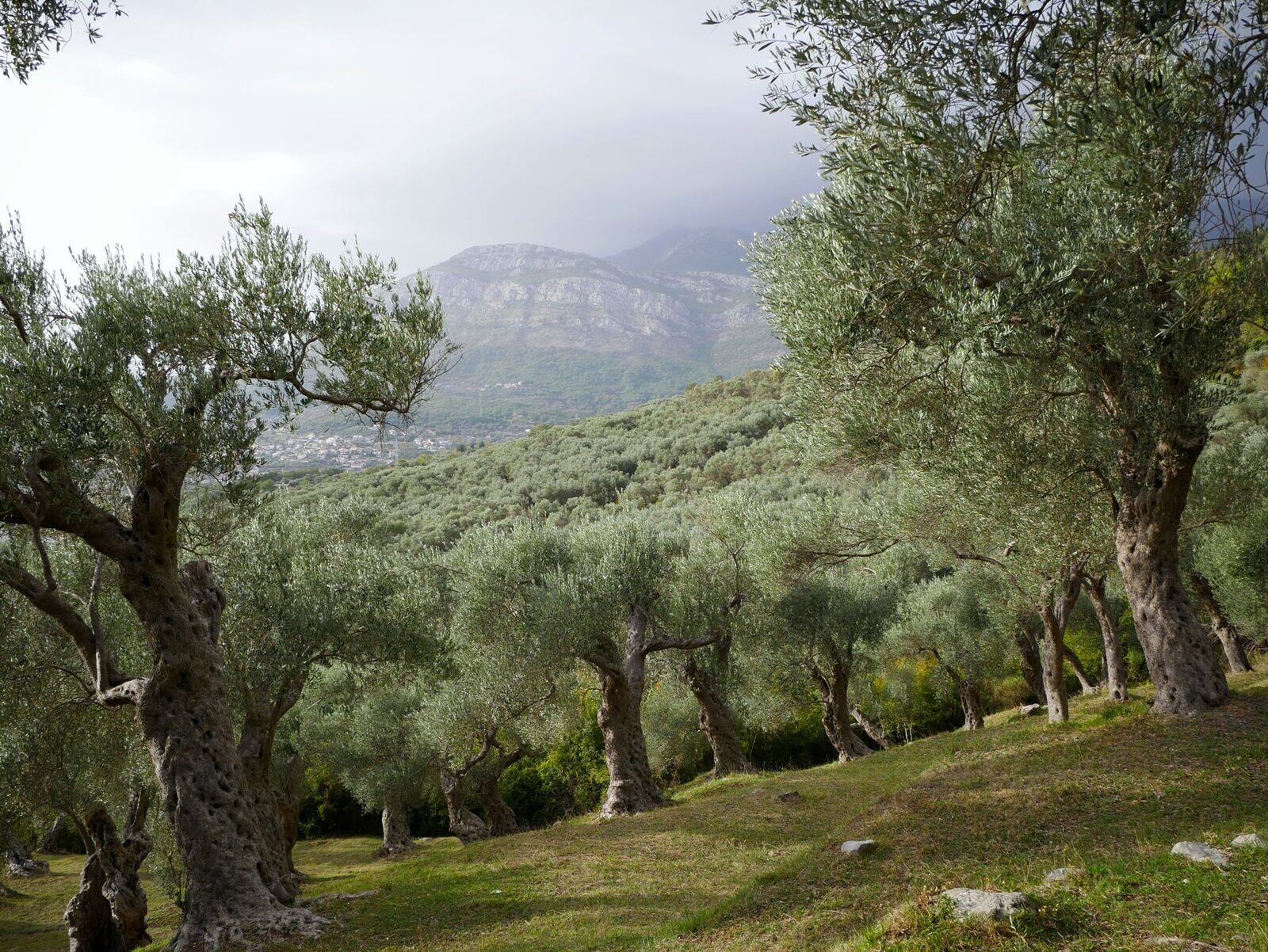 Olis Albera, S.L.