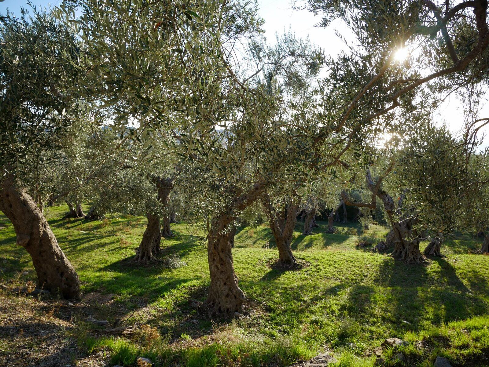 Or de l'Albera, S.L.