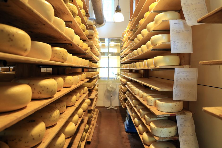 Cheese