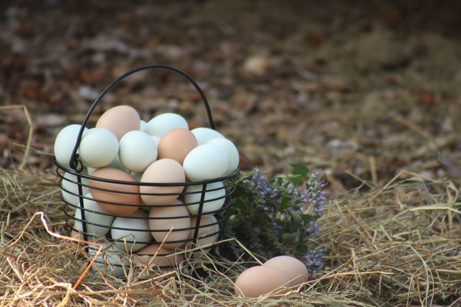 Eggs