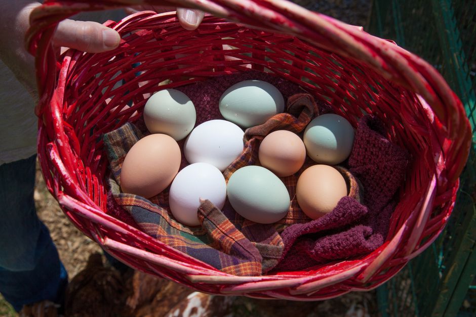 Eggs