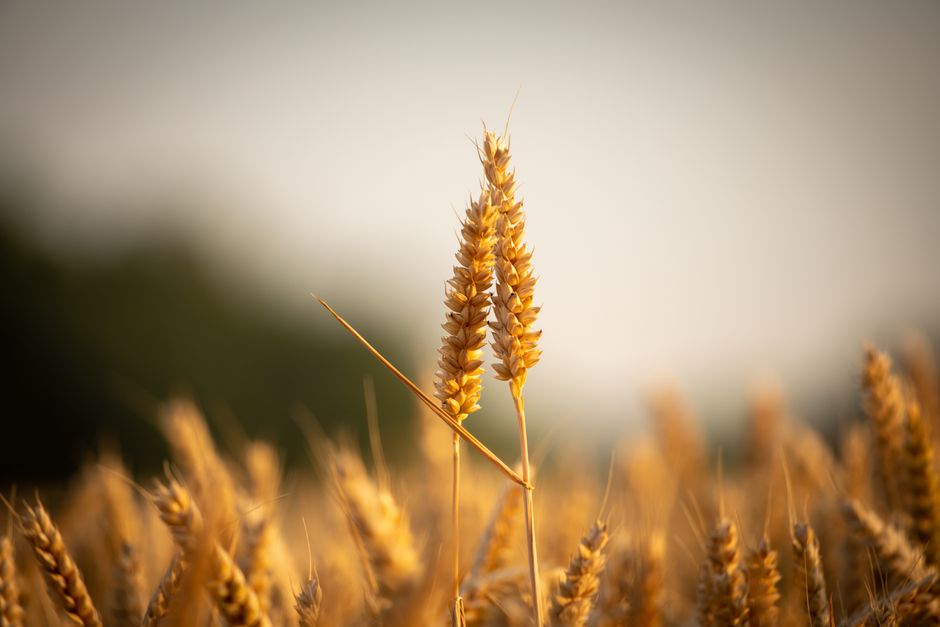 Flour & grains