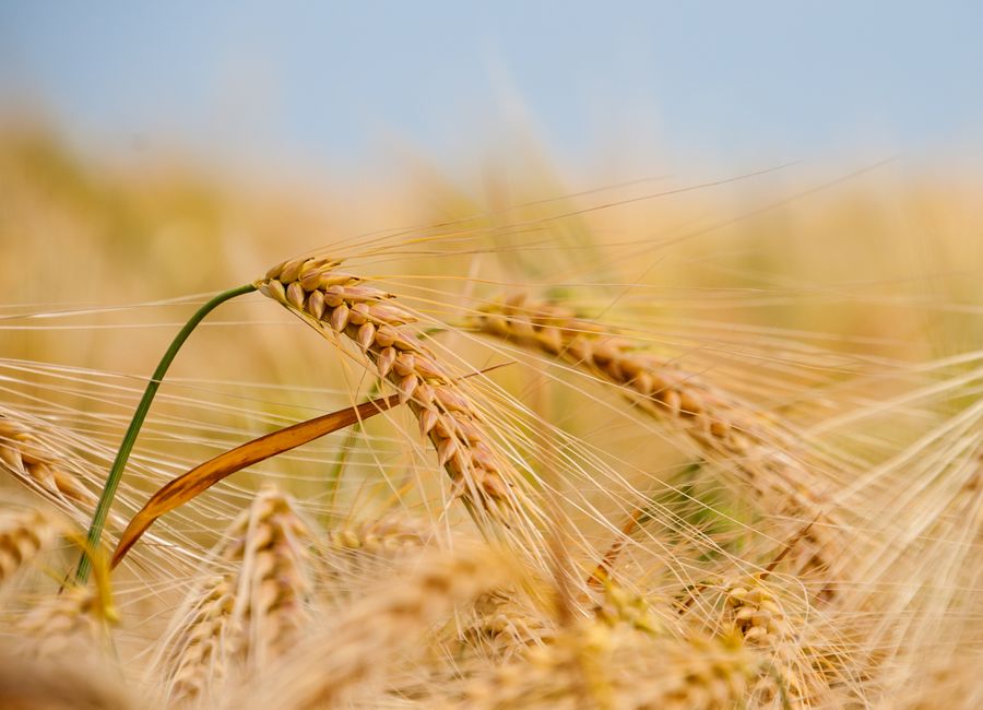Flour & grains