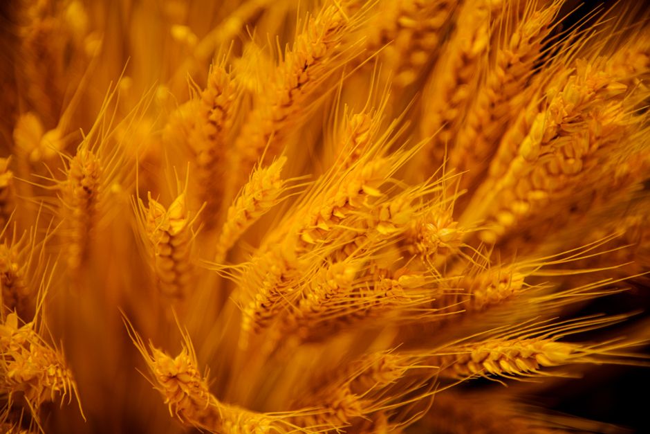 Flour & grains