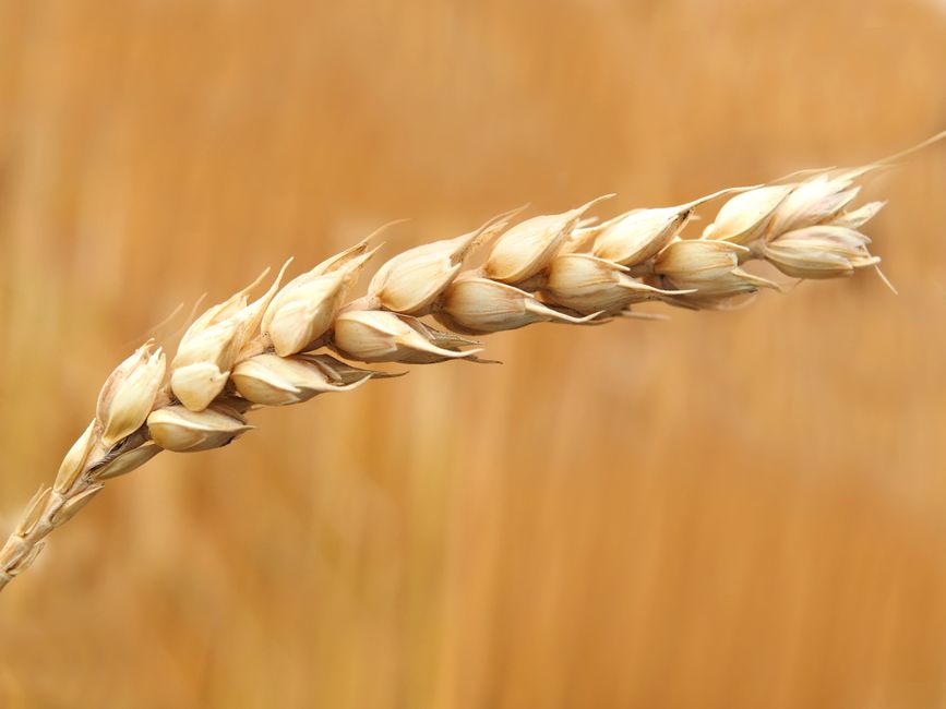 Flour & grains