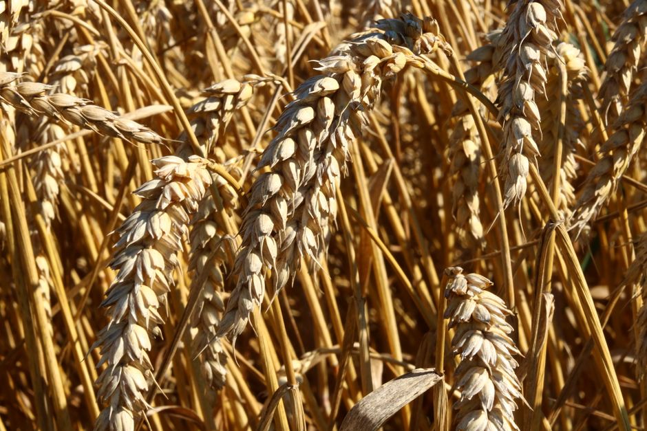 Farine e cereali