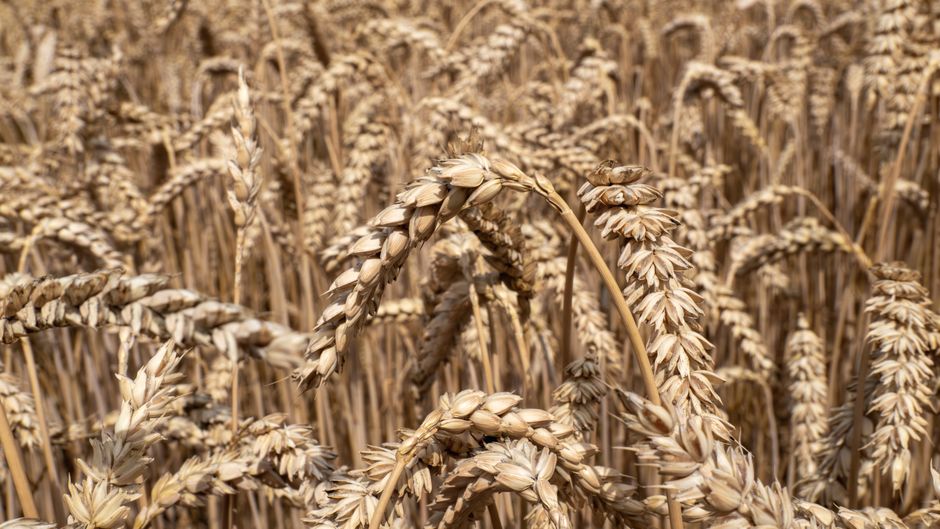 Flour & grains