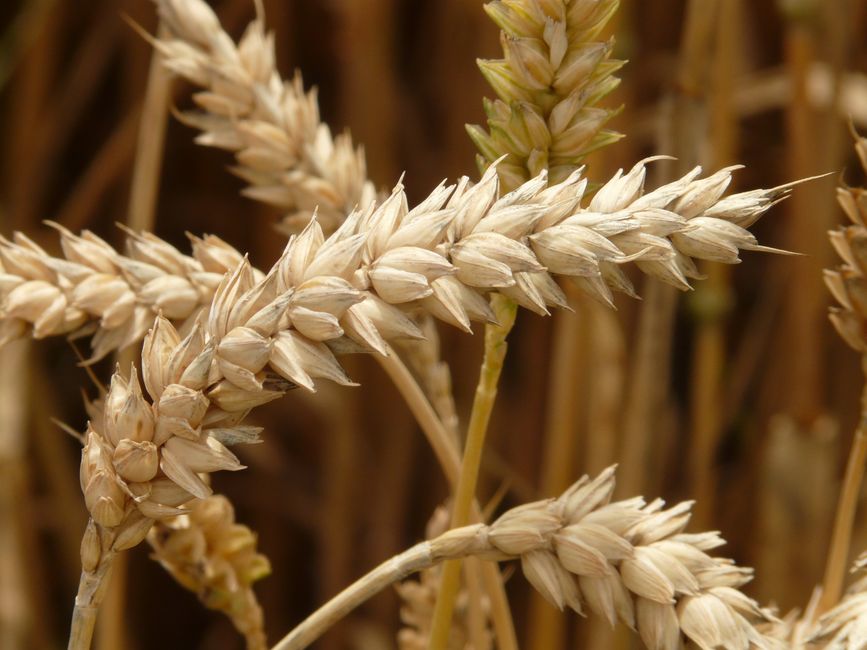 Flour & grains