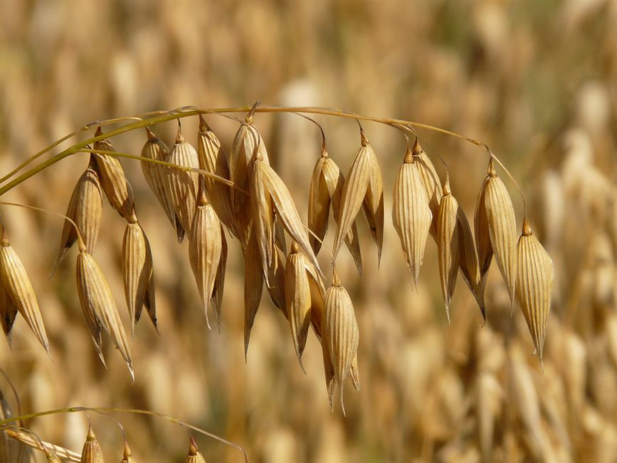 Flour & grains