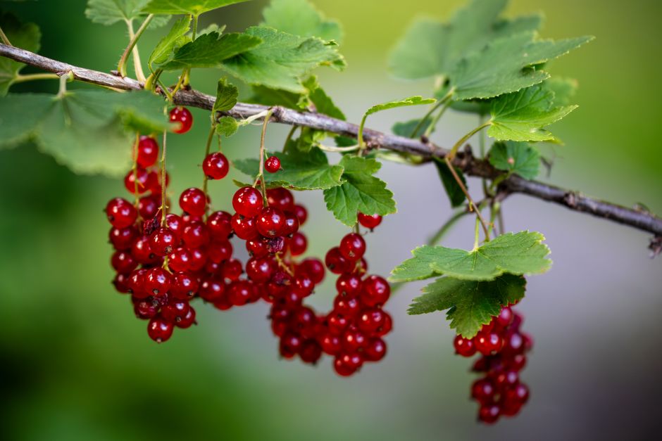 Frutta e frutti di bosco