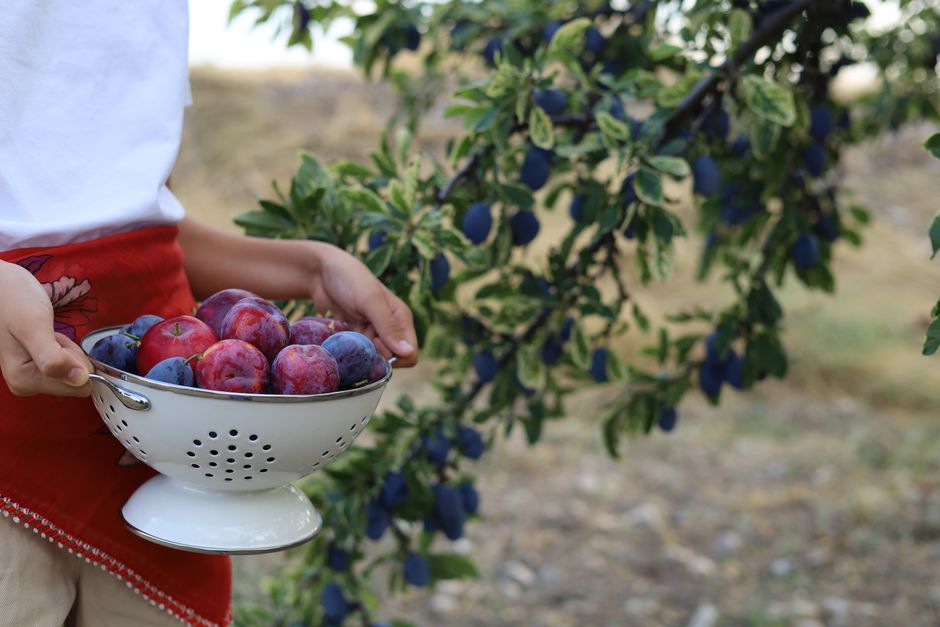 Fruit & berries