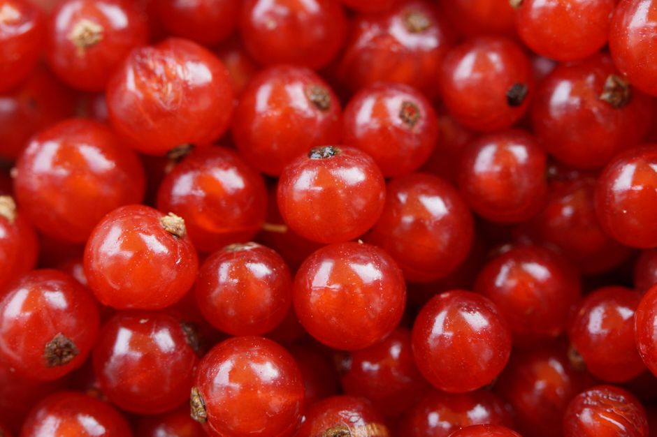 Fruit & berries