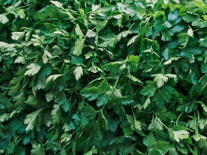 Herbs & teas