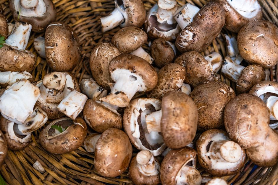 Mushrooms