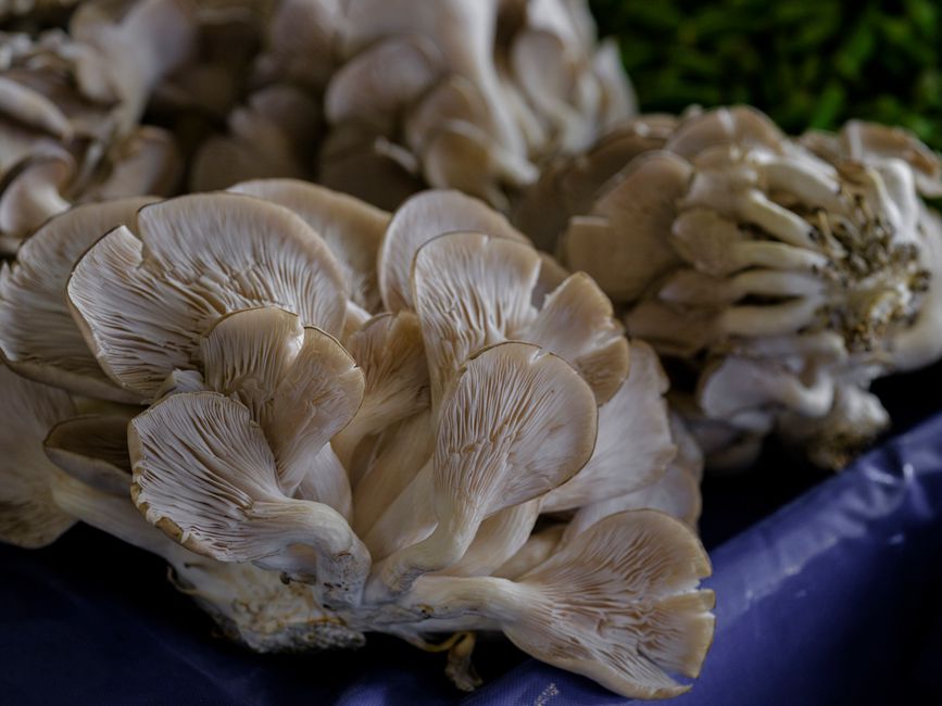 Mushrooms