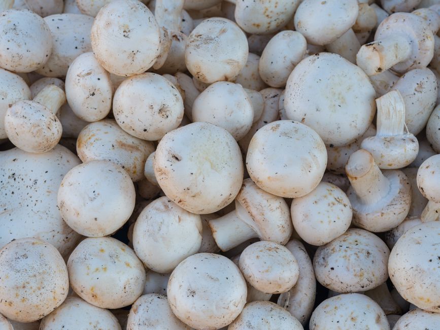 Mushrooms