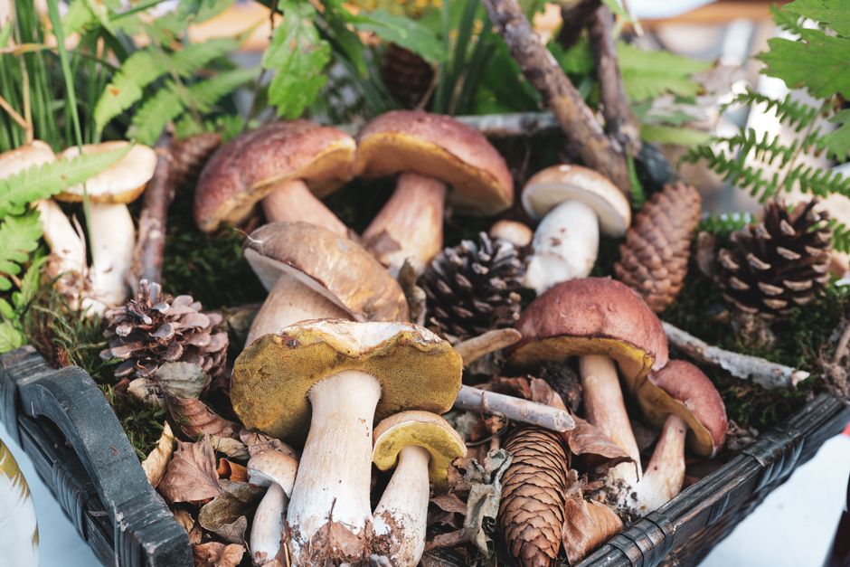 Mushrooms