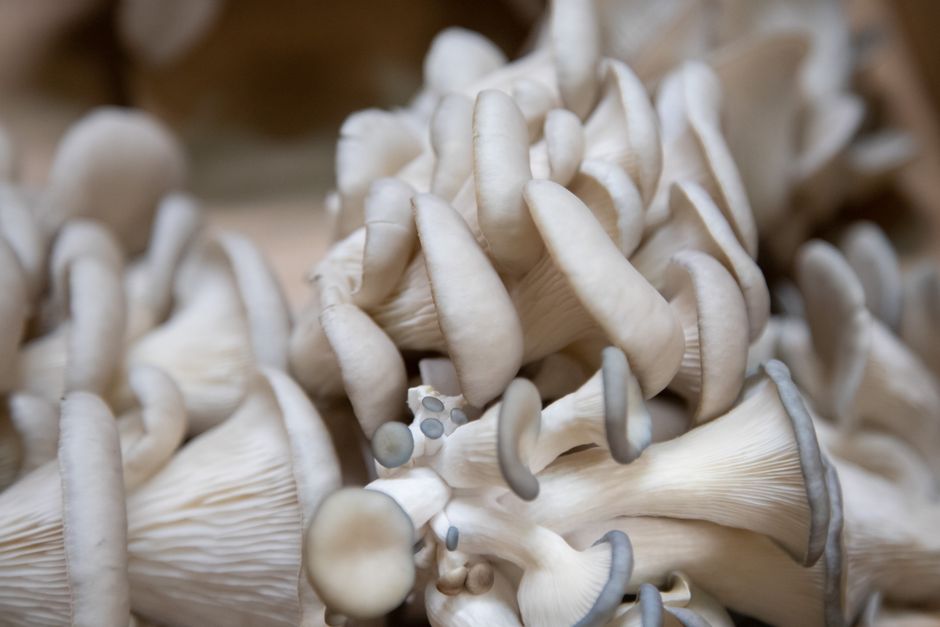 Mushrooms