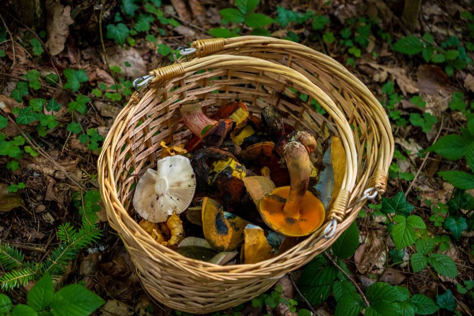 Mushrooms