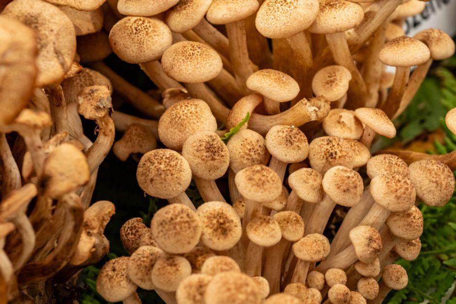 Mushrooms