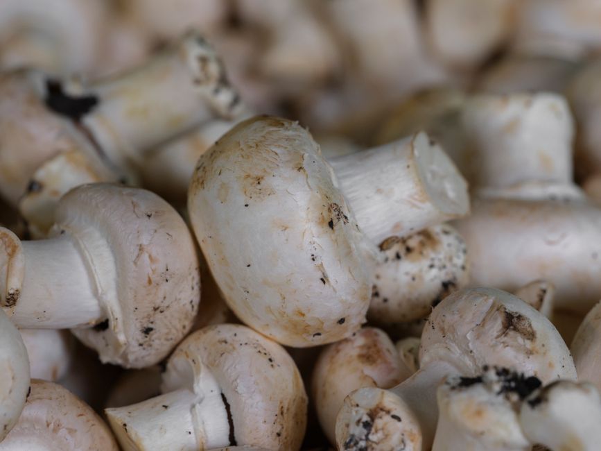 Mushrooms