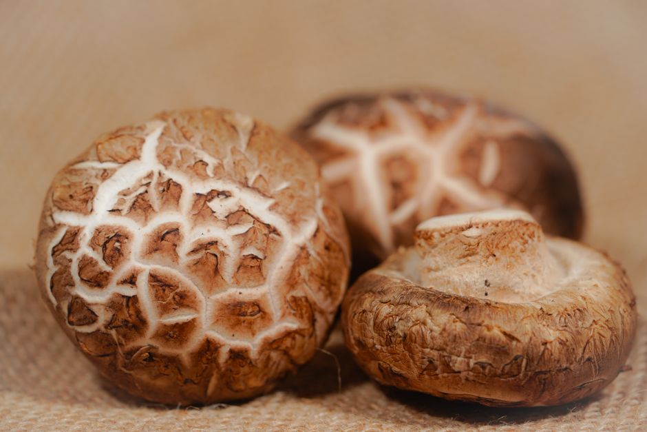 Funghi