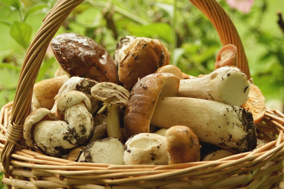 Mushrooms