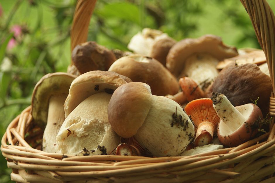 Mushrooms