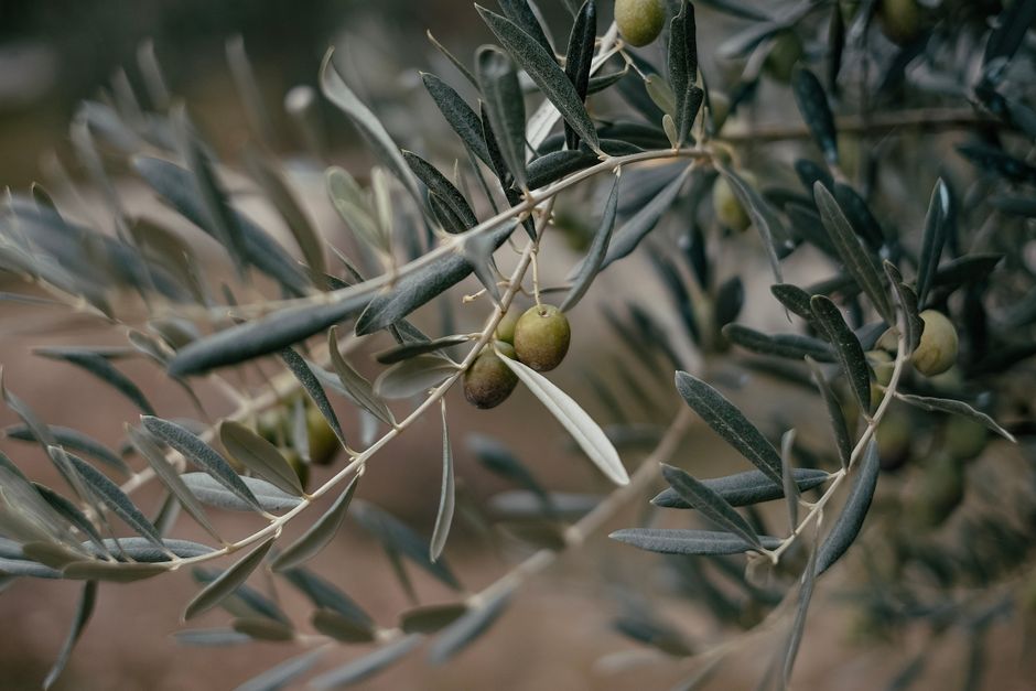 Olive oil & olives