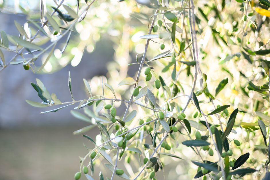 Olive oil & olives