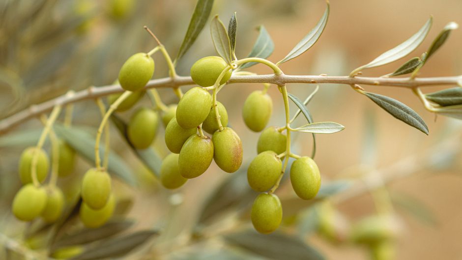 Olive oil & olives