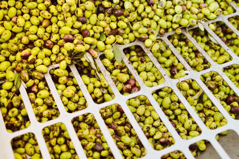 Olive oil & olives