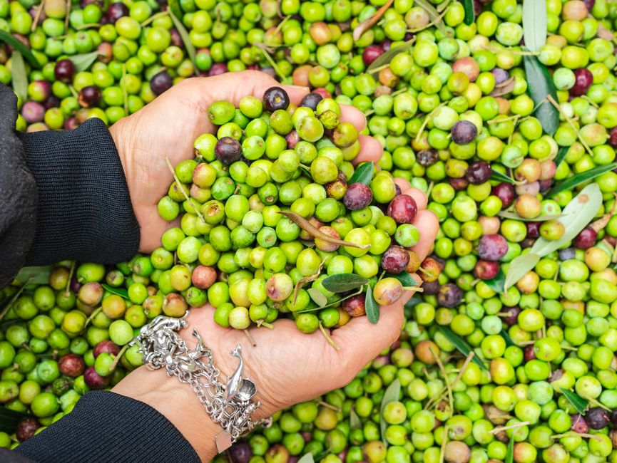 Olive oil & olives