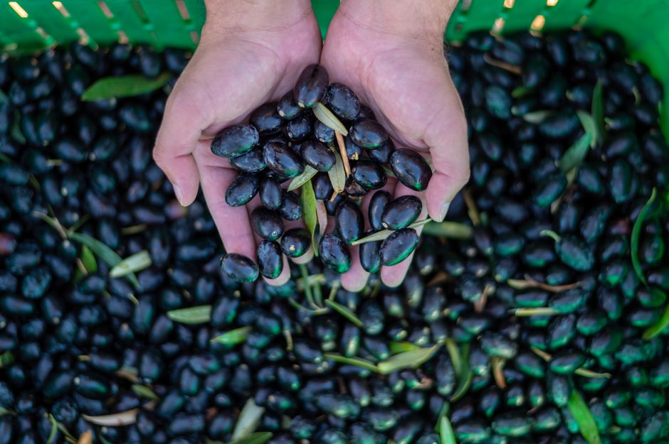 Olive oil & olives