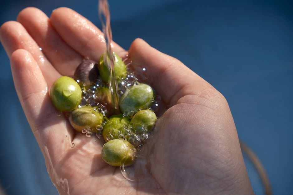 Olive oil & olives