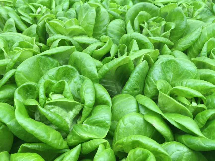 Vegetables