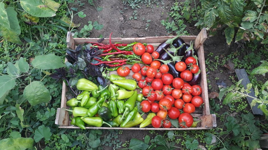 Vegetables