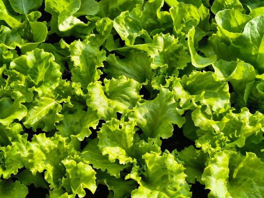Vegetables